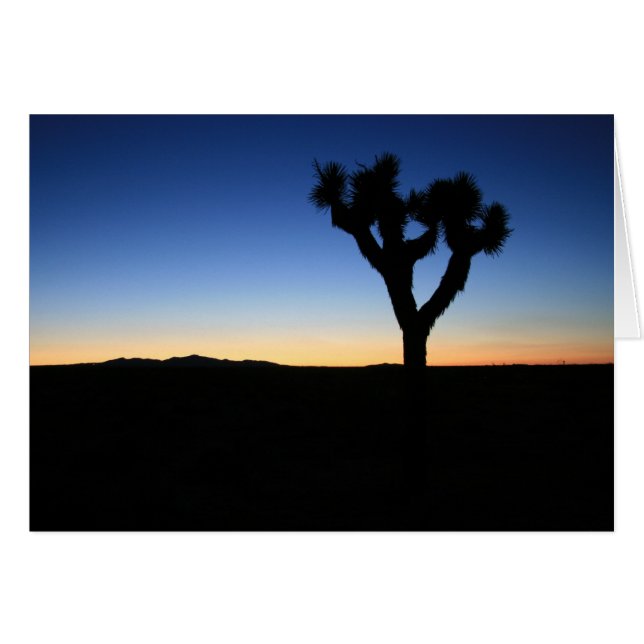 Silhouetted Joshua Tree (Voorkant Horizontaal)