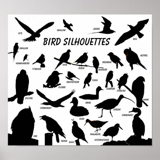 Silhouettes d'oiseaux (29) Poster (Devant)