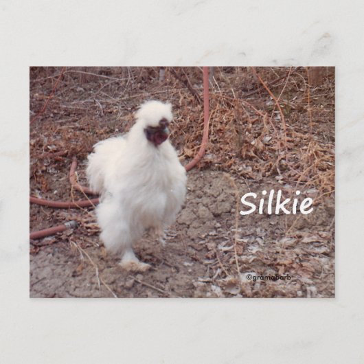 Silkie Bantam Chicken Briefkaart (Voorkant)