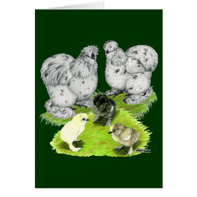 Silkie Bantam Splash Family (Devant)