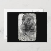 Silkie Briefkaart (Voorkant / Achterkant)