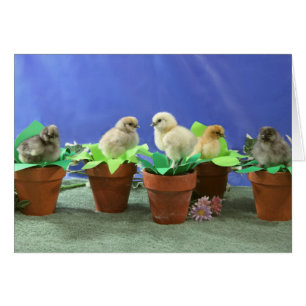 Silkie Chicks en fleurs