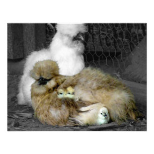 Silkie Hens met kippen die uit veren pieken Foto Afdruk