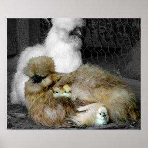Silkie Hens met kippen die uit veren pieken Poster