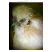 Silkie Rooster (Devant)