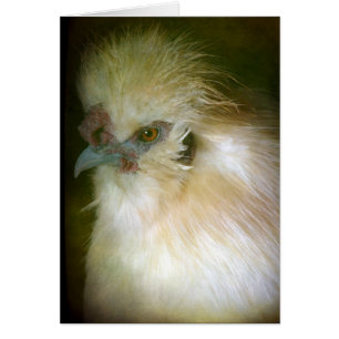 Silkie Rooster
