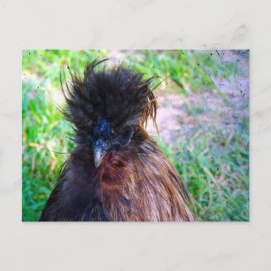 Silkie Rooster Briefkaart