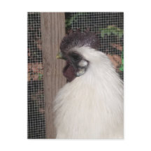 Silkie Rooster Foto Briefkaart