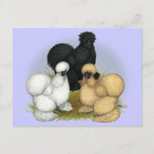 Silkie Trio Briefkaart