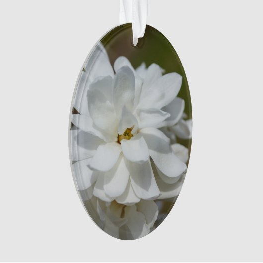 Silky Magnolia (devant)