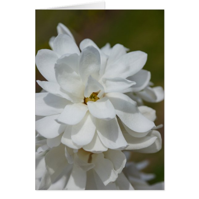 Silky Magnolia (Devant)