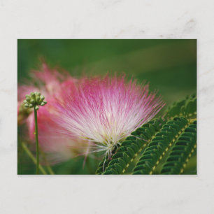 Silky Pink Mimosa Briefkaart