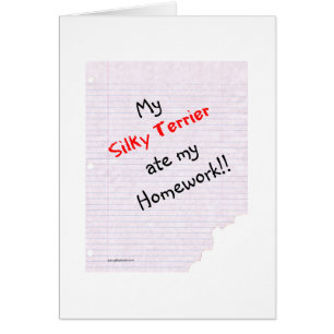 Silky Terrier Ate mes devoirs