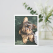 Silky Terrier puppy 10 weken oud Briefkaart (Staand voorkant)
