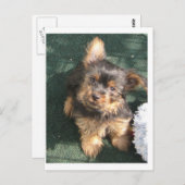 Silky Terrier puppy 10 weken oud Briefkaart (Voorkant / Achterkant)