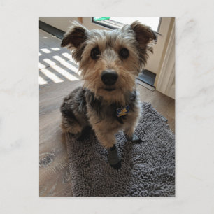 Silky Terrier wil een Treat Briefkaart
