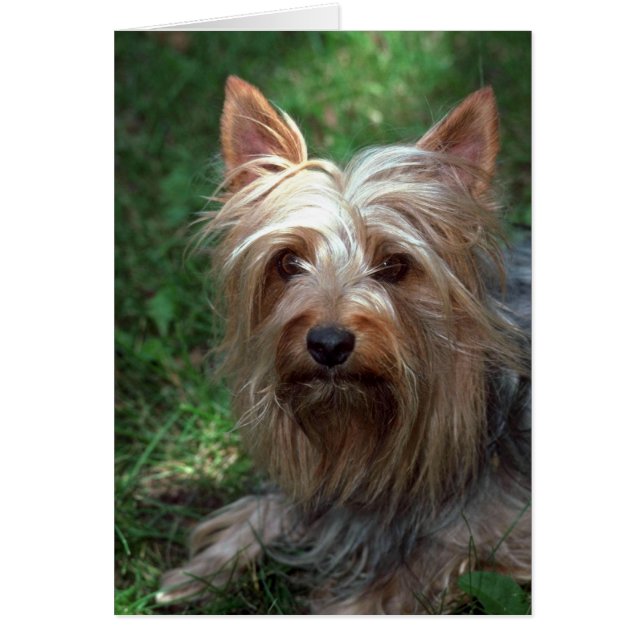 Silky Toy Terrier (Devant)