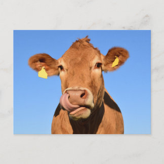 Silly Brown Cow Close-Up Briefkaart