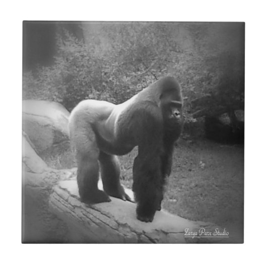 Silveback Gorilla Tegeltje (Voorkant)