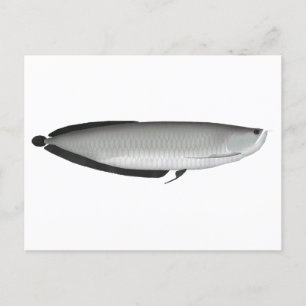 Silver Arowana Briefkaart