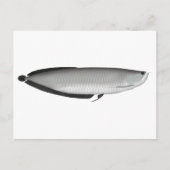 Silver Arowana Briefkaart (Voorkant)