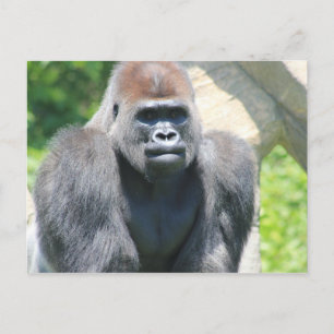 Silver Back Gorilla Briefkaart