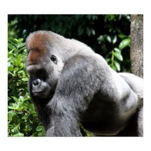 Silver Back Gorilla