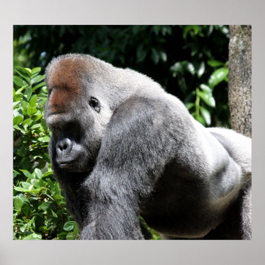 Silver Back Gorilla Poster (Voorkant)