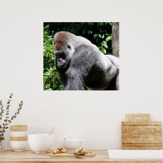 Silver Back Gorilla Poster (Keuken)