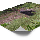 Silver Back Poster (Hoek)