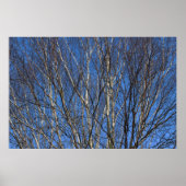 Silver Birch Branches 02 Poster (Voorkant)
