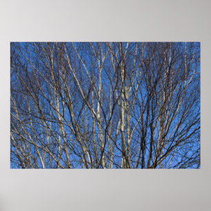 Silver Birch Branches 02 Poster