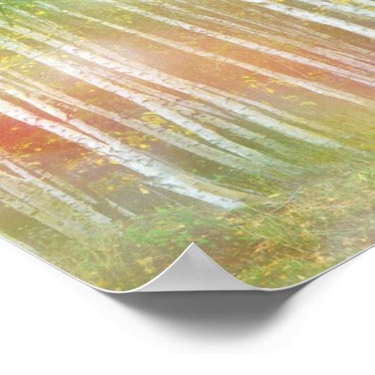 Silver Birch Trees Poster (Hoek)