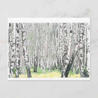 Silver Birch Wood - Briefkaart