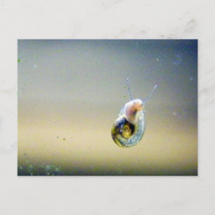 Silver-Blue-Gold-waterslak Briefkaart