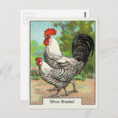 Silver Braekel Chicken Briefkaart (Voorkant / Achterkant)