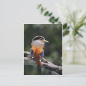 Silver Breasted Broadbill Briefkaart (Staand voorkant)