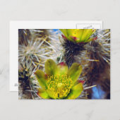 Silver Cholla Cactus Wildblos Briefkaart (Voorkant / Achterkant)