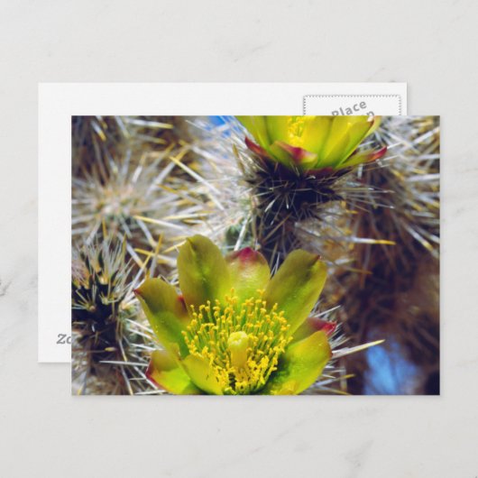 Silver Cholla Cactus Wildblos Briefkaart (Voorkant / Achterkant)