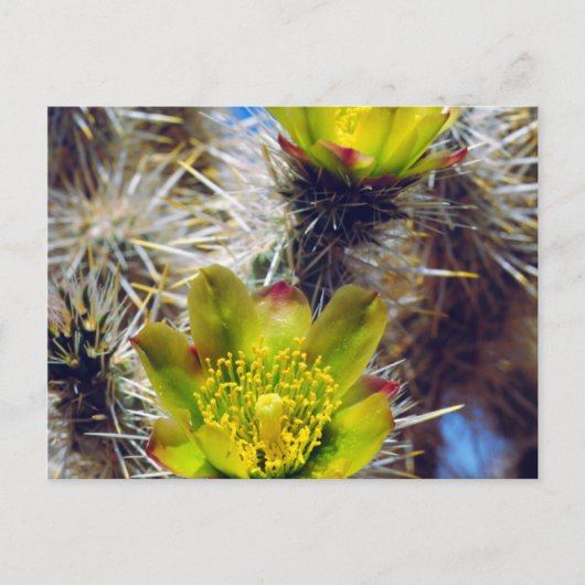 Silver Cholla Cactus Wildblos Briefkaart (Voorkant)
