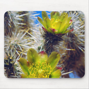 Silver Cholla Cactus Wildblos Muismat