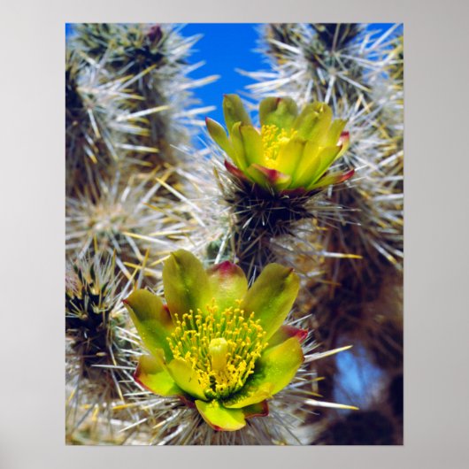 Silver Cholla Cactus Wildblos Poster (Voorkant)