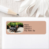 Silver Dapple Dachshund Buddy 2 Etiket (Insitu)