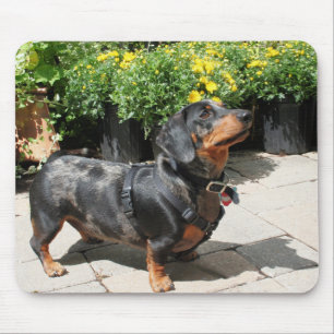 Silver Dapple Dachshund Buddy 2 Muismat