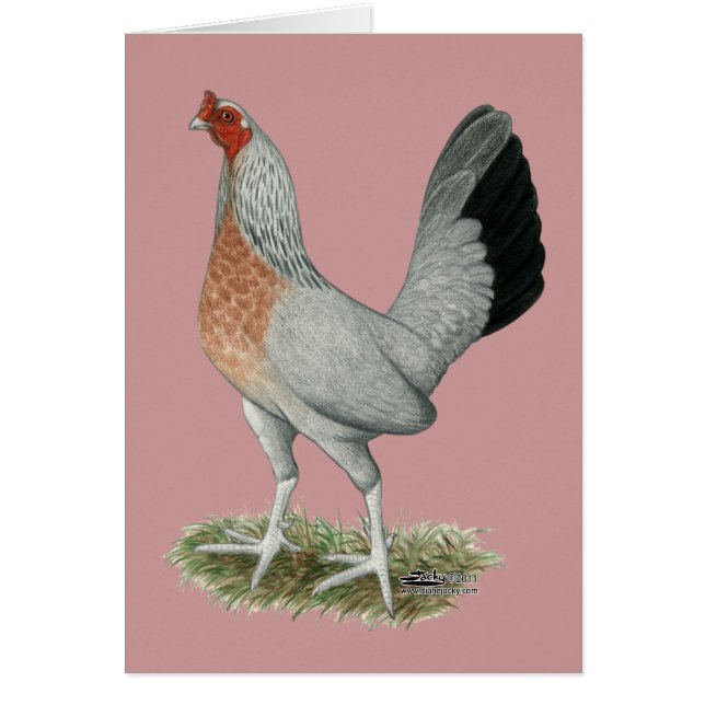 Silver Duckwing Game Hen (Voorkant)