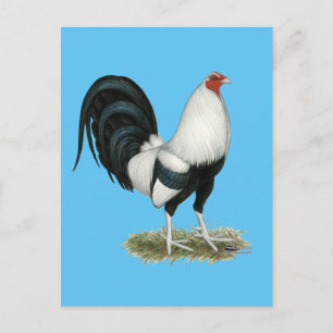 Silver Duckwing Gamecock Briefkaart