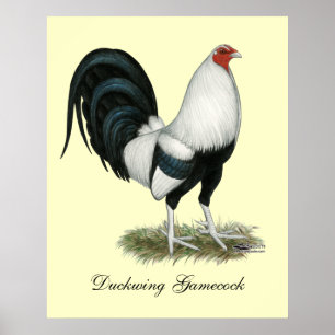 Silver Duckwing Gamecock Poster