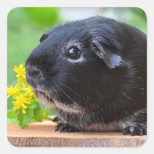 Silver Fox Guinea Pig op Stump met ventilator Vierkante Sticker (Voorkant)