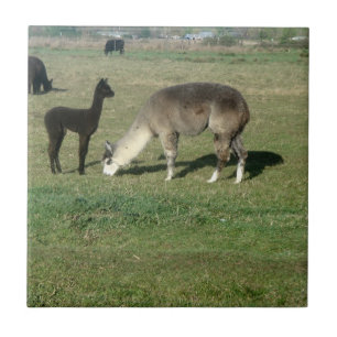 Silver Grey Alpaca & Cria Tegeltje