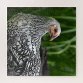 Silver Laced Chicken Legpuzzel (Horizontaal)
